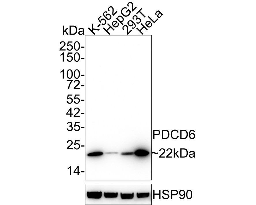 Western blot analysis of PDCD6 on different lysates with Mouse anti-PDCD6 antibody (HA600092) at 1/500 dilution.<br />
<br />
Lane 1: K562 cell lysate<br />
Lane 2: HepG2 cell lysate<br />
<br />
Lysates/proteins at 10 µg/Lane.<br />
<br />
Predicted band size: 22 kDa<br />
Observed band size: 22 kDa<br />
<br />
Exposure time: 30seconds;<br />
<br />
15% SDS-PAGE gel.<br />
<br />
Proteins were transferred to a PVDF membrane and blocked with 5% NFDM/TBST for 1 hour at room temperature. The primary antibody (HA600092) at 1/500 dilution was used in 5% NFDM/TBST at room temperature for 2 hours. Goat Anti-Mouse IgG - HRP Secondary Antibody (HA1006) at 1:100,000 dilution was used for 1 hour at room temperature.