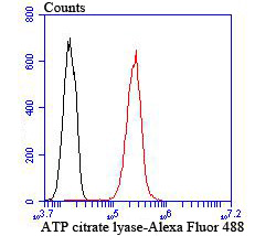 Flow cytometric analysis of A549 cells with ATP citrate lyase antibody at 1/100 dilution (red) compared with an unlabelled control (cells without incubation with primary antibody; black). Alexa Fluor 488-conjugated goat anti rabbit IgG was used as the secondary antibody.