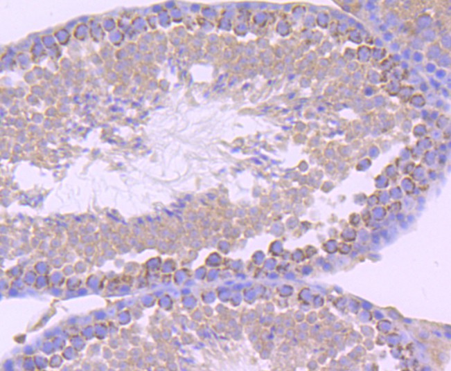 Immunohistochemical analysis of paraffin-embedded mouse testis tissue using anti-CD147 antibody. The section was pre-treated using heat mediated antigen retrieval with Tris-EDTA buffer (pH 9.0) for 20 minutes.The tissues were blocked in 5% BSA for 30 minutes at room temperature, washed with ddH2O and PBS, and then probed with the primary antibody (ET1702-58, 1/50) for 30 minutes at room temperature. The detection was performed using an HRP conjugated compact polymer system. DAB was used as the chromogen. Tissues were counterstained with hematoxylin and mounted with DPX.