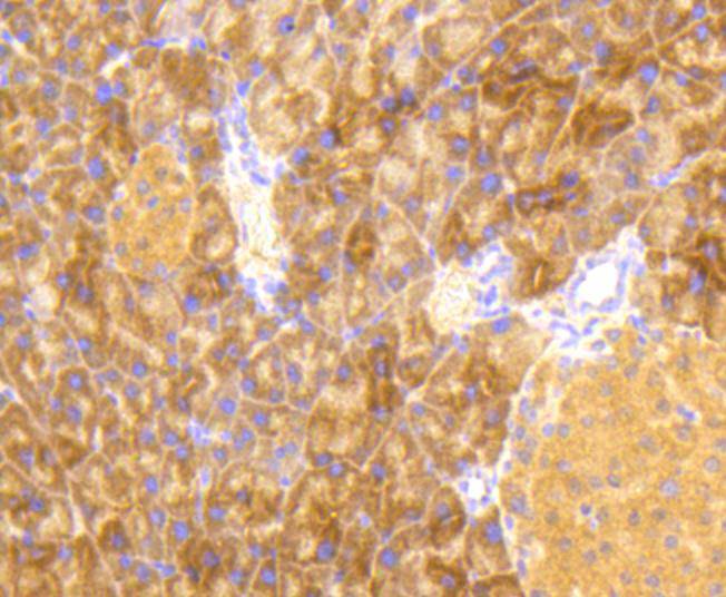 Immunohistochemical analysis of paraffin-embedded mouse pancreas tissue using anti-Phospho-EIF2S1 (S51) antibody. The section was pre-treated using heat mediated antigen retrieval with Tris-EDTA buffer (pH 8.0-8.4) for 20 minutes.The tissues were blocked in 5% BSA for 30 minutes at room temperature, washed with ddH2O and PBS, and then probed with the primary antibody (ET1603-14, 1/50) for 30 minutes at room temperature. The detection was performed using an HRP conjugated compact polymer system. DAB was used as the chromogen. Tissues were counterstained with hematoxylin and mounted with DPX.