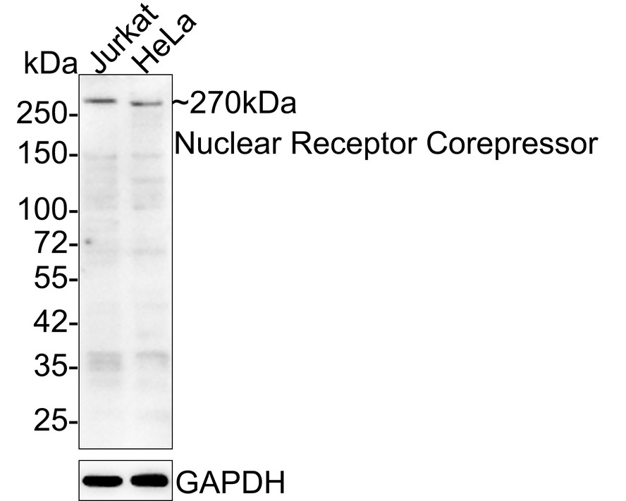 Western blot analysis of Nuclear Receptor Corepressor on Jurkat cell lysates with Mouse anti-Nuclear Receptor Corepressor antibody (HA600055) at 1/500 dilution.<br />
<br />
Lysates/proteins at 10 µg/Lane.<br />
<br />
Predicted band size: 270 kDa<br />
Observed band size: 250+ kDa<br />
<br />
Exposure time: 1 minute;<br />
<br />
6% SDS-PAGE gel.<br />
<br />
Proteins were transferred to a PVDF membrane and blocked with 5% NFDM/TBST for 1 hour at room temperature. The primary antibody (HA600055) at 1/500 dilution was used in 5% NFDM/TBST at room temperature for 2 hours. Goat Anti-Mouse IgG - HRP Secondary Antibody (HA1006) at 1:20,000 dilution was used for 1 hour at room temperature.