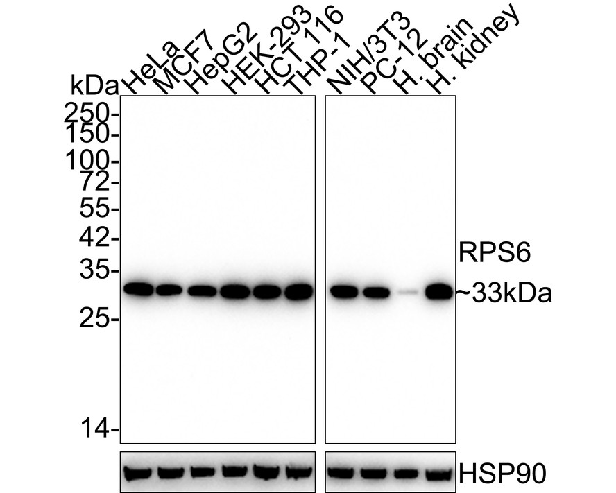 Western blot analysis of RPS6 on different lysates with Mouse anti-RPS6 antibody (HA600084) at 1/2,000 dilution.<br />
<br />
Lane 1: NIH/3T3 cell lysate<br />
Lane 2: Hela cell lysate<br />
Lane 3: PC-12 cell lysate<br />
<br />
Lysates/proteins at 10 µg/Lane.<br />
<br />
Predicted band size: 29 kDa<br />
Observed band size: 33 kDa<br />
<br />
Exposure time: 30 seconds;<br />
<br />
12% SDS-PAGE gel.<br />
<br />
Proteins were transferred to a PVDF membrane and blocked with 5% NFDM/TBST for 1 hour at room temperature. The primary antibody (HA600084) at 1/2,000 dilution was used in 5% NFDM/TBST at room temperature for 2 hours. Goat Anti-Mouse IgG - HRP Secondary Antibody (HA1006) at 1:20,000 dilution was used for 1 hour at room temperature.