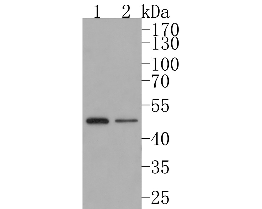 Western blot analysis of AMSH on different lysates with Rabbit anti-AMSH antibody (HA720085) at 1/500 dilution.<br />
<br />
Lane 1: MCF-7 cell lysate<br />
Lane 2: 293T cell lysate<br />
<br />
Lysates/proteins at 10 µg/Lane.<br />
<br />
Predicted band size: 48 kDa<br />
Observed band size: 48 kDa<br />
<br />
Exposure time: 2 minutes;<br />
<br />
10% SDS-PAGE gel.<br />
<br />
Proteins were transferred to a PVDF membrane and blocked with 5% NFDM/TBST for 1 hour at room temperature. The primary antibody (HA720085) at 1/500 dilution was used in 5% NFDM/TBST at room temperature for 2 hours. Goat Anti-Rabbit IgG - HRP Secondary Antibody (HA1001) at 1:200,000 dilution was used for 1 hour at room temperature.
