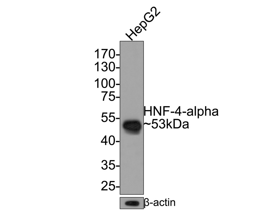 Western blot analysis of HNF-4-alpha on HepG2 cell lysates with Rabbit anti-HNF-4-alpha antibody (HA721006) at 1/500 dilution.<br />
<br />
Lysates/proteins at 10 µg/Lane.<br />
<br />
Predicted band size: 53 kDa<br />
Observed band size: 53 kDa<br />
<br />
Exposure time: 30 seconds;<br />
<br />
10% SDS-PAGE gel.<br />
<br />
Proteins were transferred to a PVDF membrane and blocked with 5% NFDM/TBST for 1 hour at room temperature. The primary antibody (HA721006) at 1/500 dilution was used in 5% NFDM/TBST at room temperature for 2 hours. Goat Anti-Rabbit IgG - HRP Secondary Antibody (HA1001) at 1:200,000 dilution was used for 1 hour at room temperature.