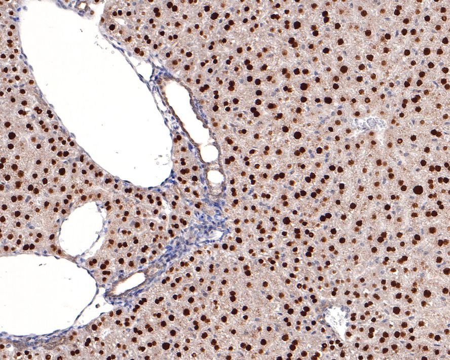 Immunohistochemical analysis of paraffin-embedded mouse liver tissue with Rabbit anti-HNF-4-alpha antibody (HA721006) at 1/400 dilution.<br />
<br />
The section was pre-treated using heat mediated antigen retrieval with sodium citrate buffer (pH 6.0) for 2 minutes. The tissues were blocked in 1% BSA for 20 minutes at room temperature, washed with ddH2O and PBS, and then probed with the primary antibody (HA721006) at 1/400 dilution for 1 hour at room temperature. The detection was performed using an HRP conjugated compact polymer system. DAB was used as the chromogen. Tissues were counterstained with hematoxylin and mounted with DPX.