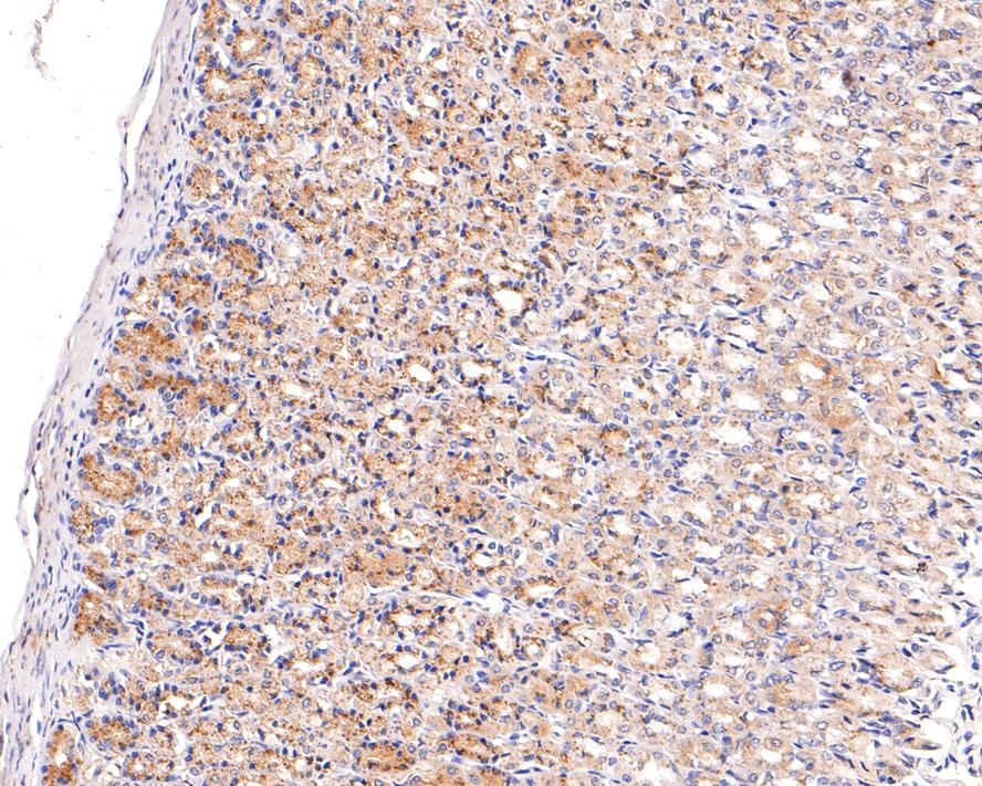 Immunohistochemical analysis of paraffin-embedded rat stomach tissue with Rabbit anti-ARFRP1 antibody (HA721020) at 1/100 dilution.<br />
<br />
The section was pre-treated using heat mediated antigen retrieval with Tris-EDTA buffer (pH 9.0) for 20 minutes. The tissues were blocked in 1% BSA for 20 minutes at room temperature, washed with ddH2O and PBS, and then probed with the primary antibody (HA721020) at 1/100 dilution for 1 hour at room temperature. The detection was performed using an HRP conjugated compact polymer system. DAB was used as the chromogen. Tissues were counterstained with hematoxylin and mounted with DPX.