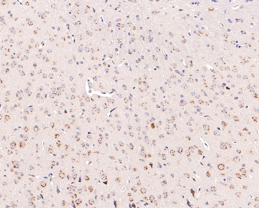 Immunohistochemical analysis of paraffin-embedded mouse brain tissue with Rabbit anti-ARFRP1 antibody (HA721020) at 1/100 dilution.<br />
<br />
The section was pre-treated using heat mediated antigen retrieval with Tris-EDTA buffer (pH 9.0) for 20 minutes. The tissues were blocked in 1% BSA for 20 minutes at room temperature, washed with ddH2O and PBS, and then probed with the primary antibody (HA721020) at 1/100 dilution for 1 hour at room temperature. The detection was performed using an HRP conjugated compact polymer system. DAB was used as the chromogen. Tissues were counterstained with hematoxylin and mounted with DPX.