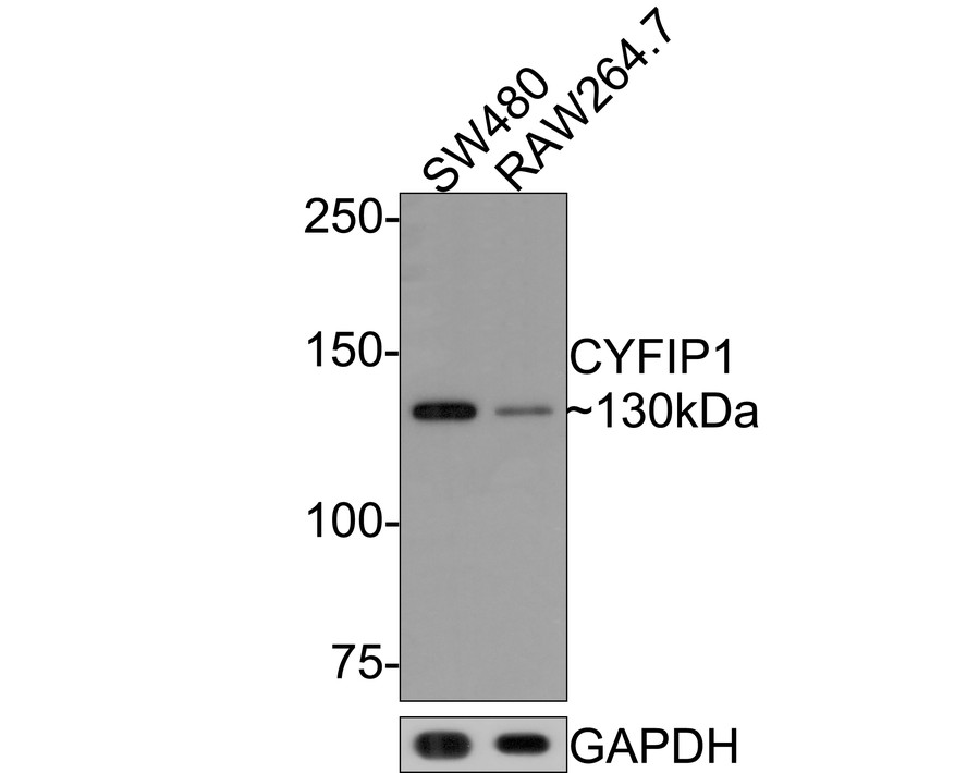 Western blot analysis of CYFIP1 on different lysates with Rabbit anti-CYFIP1 antibody (HA721095) at 1/500 dilution.<br />
<br />
Lane 1: SW480 cell lysate<br />
Lane 2: RAW264.7 cell lysate<br />
<br />
Lysates/proteins at 10 µg/Lane.<br />
<br />
Predicted band size: 145 kDa<br />
Observed band size: 130 kDa<br />
<br />
Exposure time: 2 minutes;<br />
<br />
6% SDS-PAGE gel.<br />
<br />
Proteins were transferred to a PVDF membrane and blocked with 5% NFDM/TBST for 1 hour at room temperature. The primary antibody (HA721095) at 1/500 dilution was used in 5% NFDM/TBST at room temperature for 2 hours. Goat Anti-Rabbit IgG - HRP Secondary Antibody (HA1001) at 1:300,000 dilution was used for 1 hour at room temperature.
