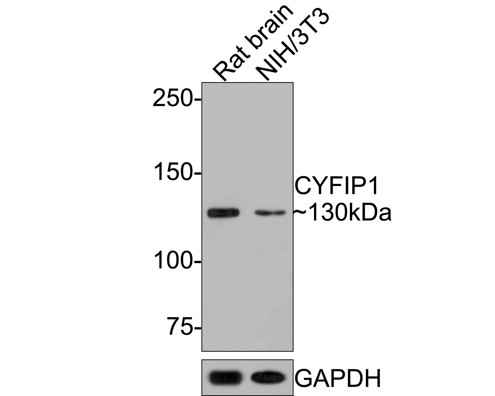Western blot analysis of CYFIP1 on different lysates with Rabbit anti-CYFIP1 antibody (HA721095) at 1/500 dilution.<br />
<br />
Lane 1: Rat lung tissue lysate (20 µg/Lane)<br />
Lane 2: NIH/3T3 cell lysate (10 µg/Lane)<br />
<br />
Lysates/proteins at 10 µg/Lane.<br />
<br />
Predicted band size: 145 kDa<br />
Observed band size: 130 kDa<br />
<br />
Exposure time: 2 minutes;<br />
<br />
6% SDS-PAGE gel.<br />
<br />
Proteins were transferred to a PVDF membrane and blocked with 5% NFDM/TBST for 1 hour at room temperature. The primary antibody (HA721095) at 1/500 dilution was used in 5% NFDM/TBST at room temperature for 2 hours. Goat Anti-Rabbit IgG - HRP Secondary Antibody (HA1001) at 1:300,000 dilution was used for 1 hour at room temperature.