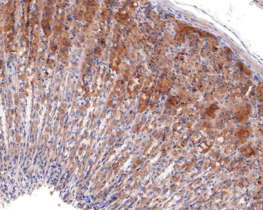 Immunohistochemical analysis of paraffin-embedded rat stomach tissue with Rabbit anti-CYFIP1 antibody (HA721095) at 1/400 dilution.<br />
<br />
The section was pre-treated using heat mediated antigen retrieval with Tris-EDTA buffer (pH 9.0) for 20 minutes. The tissues were blocked in 1% BSA for 20 minutes at room temperature, washed with ddH2O and PBS, and then probed with the primary antibody (HA721095) at 1/400 dilution for 1 hour at room temperature. The detection was performed using an HRP conjugated compact polymer system. DAB was used as the chromogen. Tissues were counterstained with hematoxylin and mounted with DPX.