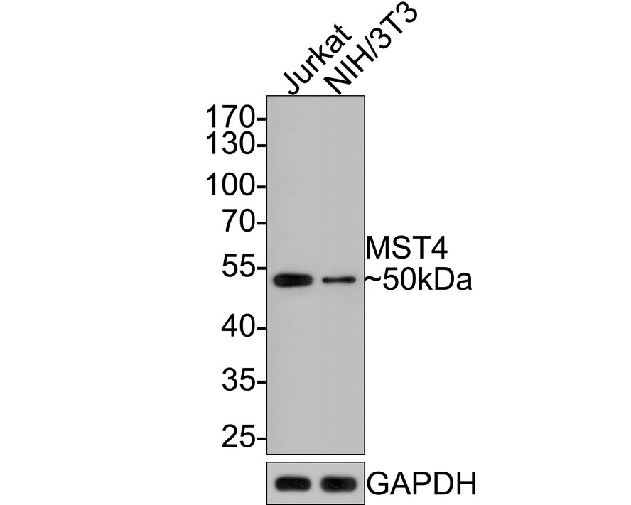 Western blot analysis of MST4 on different lysates with Rabbit anti-MST4 antibody (HA721094) at 1/500 dilution.<br />
<br />
Lane 1: Jurkat cell lysate<br />
Lane 2: NIH/3T3 cell lysate<br />
<br />
Lysates/proteins at 10 µg/Lane.<br />
<br />
Predicted band size: 47 kDa<br />
Observed band size: 50 kDa<br />
<br />
Exposure time: 2 minutes;<br />
<br />
10% SDS-PAGE gel.<br />
<br />
Proteins were transferred to a PVDF membrane and blocked with 5% NFDM/TBST for 1 hour at room temperature. The primary antibody (HA721094) at 1/500 dilution was used in 5% NFDM/TBST at room temperature for 2 hours. Goat Anti-Rabbit IgG - HRP Secondary Antibody (HA1001) at 1:300,000 dilution was used for 1 hour at room temperature.