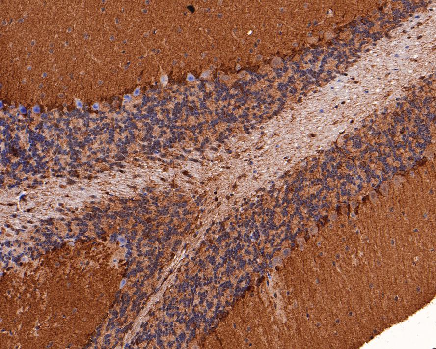 Immunohistochemical analysis of paraffin-embedded mouse cerebellum tissue with Rabbit anti-MST4 antibody (HA721094) at 1/1,000 dilution.<br />
<br />
The section was pre-treated using heat mediated antigen retrieval with Tris-EDTA buffer (pH 9.0) for 20 minutes. The tissues were blocked in 1% BSA for 20 minutes at room temperature, washed with ddH2O and PBS, and then probed with the primary antibody (HA721094) at 1/1,000 dilution for 1 hour at room temperature. The detection was performed using an HRP conjugated compact polymer system. DAB was used as the chromogen. Tissues were counterstained with hematoxylin and mounted with DPX.