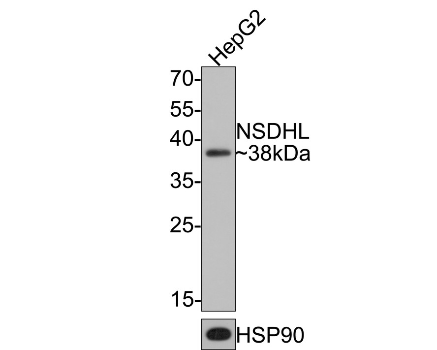 Western blot analysis of NSDHL on HepG2 cell lysates with Rabbit anti-NSDHL antibody (HA721088) at 1/1,000 dilution.<br />
<br />
Lysates/proteins at 10 µg/Lane.<br />
<br />
Predicted band size: 42 kDa<br />
Observed band size: 38 kDa<br />
<br />
Exposure time: 1 minute;<br />
<br />
12% SDS-PAGE gel.<br />
<br />
Proteins were transferred to a PVDF membrane and blocked with 5% NFDM/TBST for 1 hour at room temperature. The primary antibody (HA721088) at 1/1,000 dilution was used in 5% NFDM/TBST at room temperature for 2 hours. Goat Anti-Rabbit IgG - HRP Secondary Antibody (HA1001) at 1:300,000 dilution was used for 1 hour at room temperature.