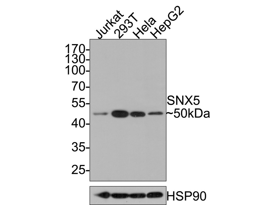 Western blot analysis of SNX5 on different lysates with Rabbit anti-SNX5 antibody (HA721084) at 1/500 dilution.<br />
<br />
Lane 1: Jurkat cell lysate<br />
Lane 2: 293T cell lysate<br />
Lane 3: Hela cell lysate<br />
Lane 4: HepG2 cell lysate<br />
<br />
Lysates/proteins at 10 µg/Lane.<br />
<br />
Predicted band size: 47 kDa<br />
Observed band size: 50 kDa<br />
<br />
Exposure time: 2 minutes;<br />
<br />
10% SDS-PAGE gel.<br />
<br />
Proteins were transferred to a PVDF membrane and blocked with 5% NFDM/TBST for 1 hour at room temperature. The primary antibody (HA721084) at 1/500 dilution was used in 5% NFDM/TBST at room temperature for 2 hours. Goat Anti-Rabbit IgG - HRP Secondary Antibody (HA1001) at 1:300,000 dilution was used for 1 hour at room temperature.