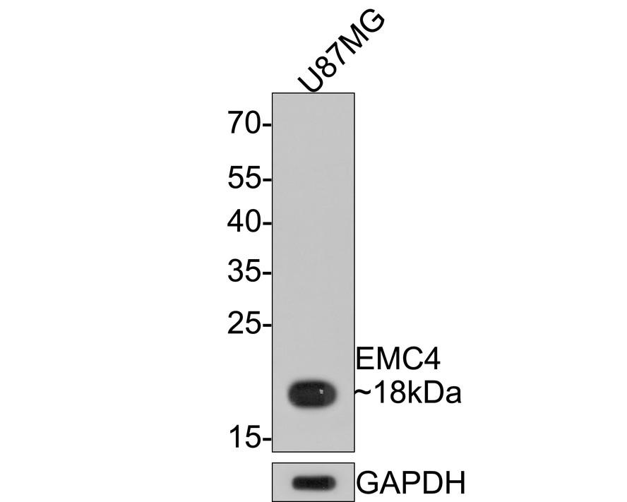 Western blot analysis of EMC4 on U87MG cell lysates with Rabbit anti-EMC4 antibody (HA721082) at 1/5,000 dilution.<br />
<br />
Lysates/proteins at 10 µg/Lane.<br />
<br />
Predicted band size: 20 kDa<br />
Observed band size: 18 kDa<br />
<br />
Exposure time: 30 seconds;<br />
<br />
12% SDS-PAGE gel.<br />
<br />
Proteins were transferred to a PVDF membrane and blocked with 5% NFDM/TBST for 1 hour at room temperature. The primary antibody (HA721082) at 1/5,000 dilution was used in 5% NFDM/TBST at room temperature for 2 hours. Goat Anti-Rabbit IgG - HRP Secondary Antibody (HA1001) at 1:300,000 dilution was used for 1 hour at room temperature.