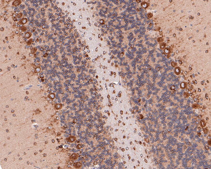 Immunohistochemical analysis of paraffin-embedded rat cerebellum tissue with Rabbit anti-EMC4 antibody (HA721082) at 1/100 dilution.<br />
<br />
The section was pre-treated using heat mediated antigen retrieval with Tris-EDTA buffer (pH 9.0) for 20 minutes. The tissues were blocked in 1% BSA for 20 minutes at room temperature, washed with ddH2O and PBS, and then probed with the primary antibody (HA721082) at 1/100 dilution for 1 hour at room temperature. The detection was performed using an HRP conjugated compact polymer system. DAB was used as the chromogen. Tissues were counterstained with hematoxylin and mounted with DPX.