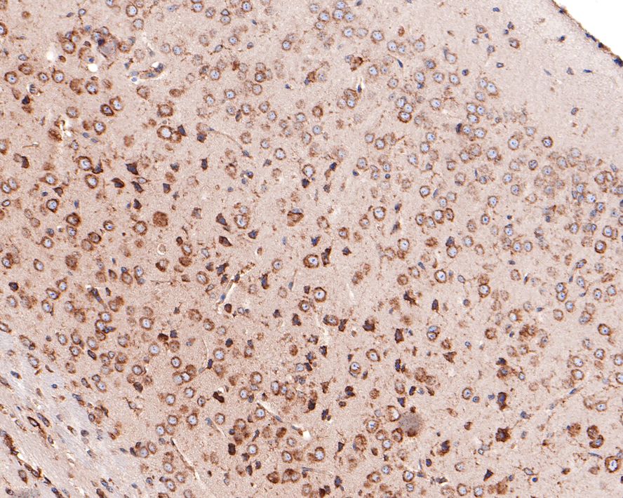 Immunohistochemical analysis of paraffin-embedded mouse brain tissue with Rabbit anti-EMC4 antibody (HA721082) at 1/400 dilution.<br />
<br />
The section was pre-treated using heat mediated antigen retrieval with Tris-EDTA buffer (pH 9.0) for 20 minutes. The tissues were blocked in 1% BSA for 20 minutes at room temperature, washed with ddH2O and PBS, and then probed with the primary antibody (HA721082) at 1/400 dilution for 1 hour at room temperature. The detection was performed using an HRP conjugated compact polymer system. DAB was used as the chromogen. Tissues were counterstained with hematoxylin and mounted with DPX.