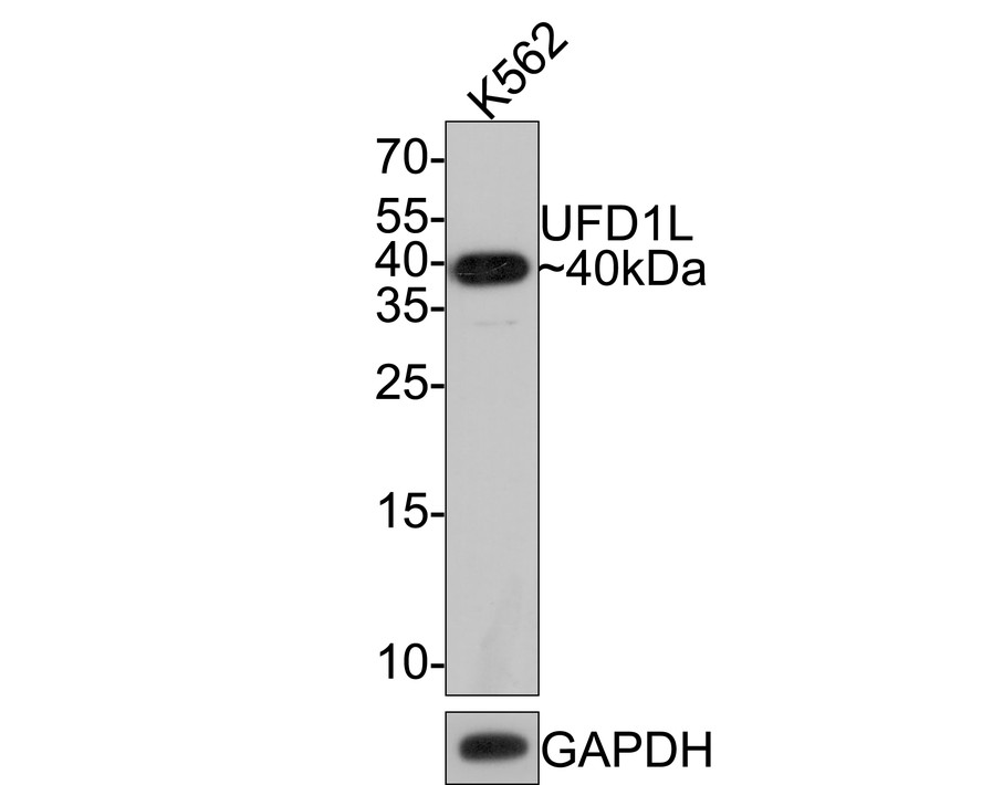 Western blot analysis of UFD1L on K562 cell lysates with Rabbit anti-UFD1L antibody (HA721057) at 1/2,000 dilution.<br />
<br />
Lysates/proteins at 10 µg/Lane.<br />
<br />
Predicted band size: 35 kDa<br />
Observed band size: 40 kDa<br />
<br />
Exposure time: 2 minutes;<br />
<br />
15% SDS-PAGE gel.<br />
<br />
Proteins were transferred to a PVDF membrane and blocked with 5% NFDM/TBST for 1 hour at room temperature. The primary antibody (HA721057) at 1/2,000 dilution was used in 5% NFDM/TBST at room temperature for 2 hours. Goat Anti-Rabbit IgG - HRP Secondary Antibody (HA1001) at 1:300,000 dilution was used for 1 hour at room temperature.