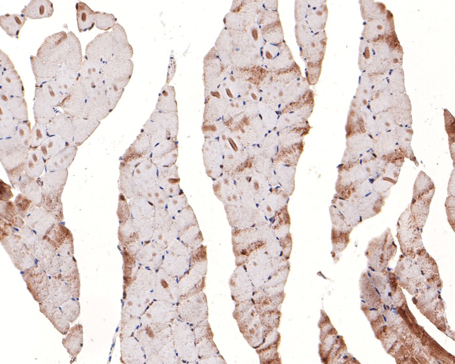 Immunohistochemical analysis of paraffin-embedded mouse skeletal muscle tissue with Rabbit anti-UFD1L antibody (HA721057) at 1/100 dilution.<br />
<br />
The section was pre-treated using heat mediated antigen retrieval with sodium citrate buffer (pH 6.0) for 2 minutes. The tissues were blocked in 1% BSA for 20 minutes at room temperature, washed with ddH2O and PBS, and then probed with the primary antibody (HA721057) at 1/100 dilution for 1 hour at room temperature. The detection was performed using an HRP conjugated compact polymer system. DAB was used as the chromogen. Tissues were counterstained with hematoxylin and mounted with DPX.
