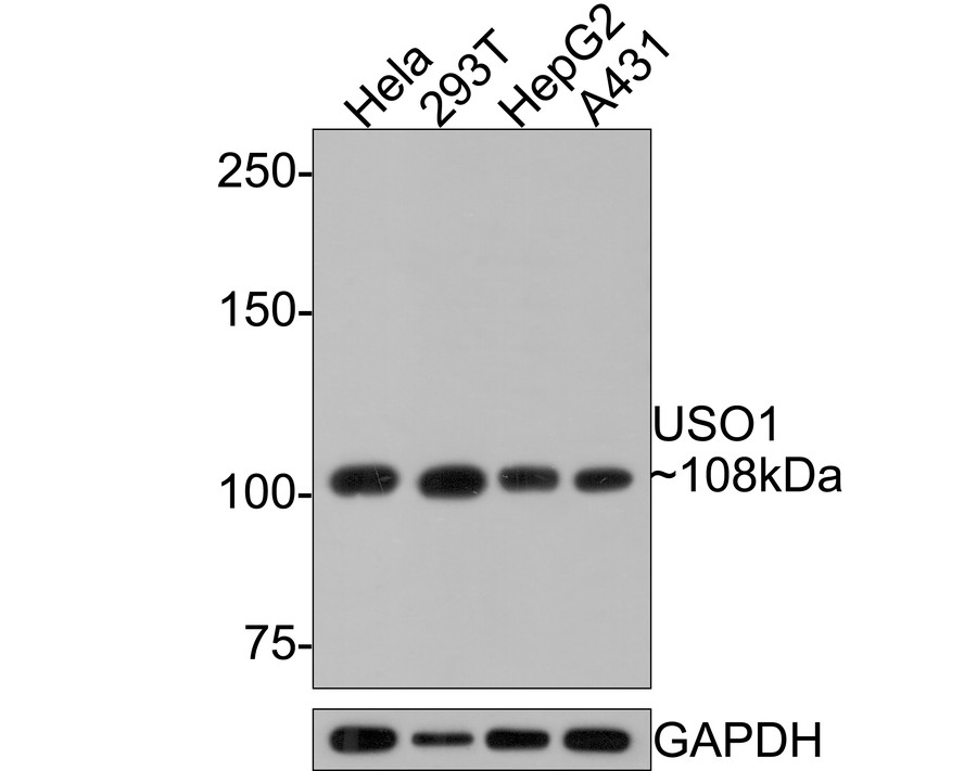 Western blot analysis of USO1 on different lysates with Rabbit anti-USO1 antibody (HA721060) at 1/1,000 dilution.<br />
<br />
Lane 1: Hela cell lysate<br />
Lane 2: 293T cell lysate<br />
Lane 3: HepG2 cell lysate<br />
Lane 4: A431 cell lysate<br />
<br />
Lysates/proteins at 10 µg/Lane.<br />
<br />
Predicted band size: 108 kDa<br />
Observed band size: 108 kDa<br />
<br />
Exposure time: 1 minute;<br />
<br />
6% SDS-PAGE gel.<br />
<br />
Proteins were transferred to a PVDF membrane and blocked with 5% NFDM/TBST for 1 hour at room temperature. The primary antibody (HA721060) at 1/1,000 dilution was used in 5% NFDM/TBST at room temperature for 2 hours. Goat Anti-Rabbit IgG - HRP Secondary Antibody (HA1001) at 1:300,000 dilution was used for 1 hour at room temperature.