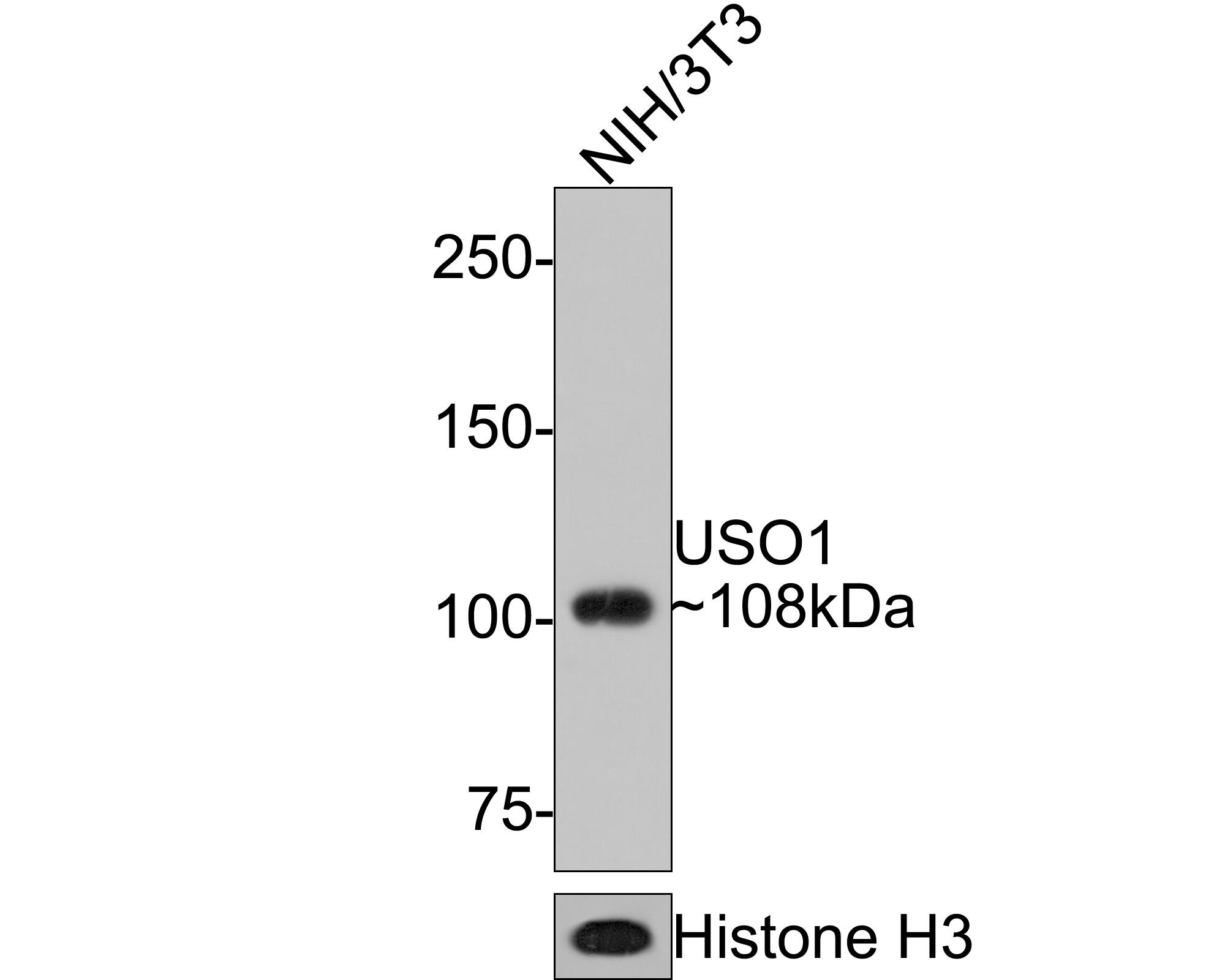 Western blot analysis of USO1 on NIH/3T3 cell lysates with Rabbit anti-USO1 antibody (HA721060) at 1/1,000 dilution.<br />
<br />
Lysates/proteins at 10 µg/Lane.<br />
<br />
Predicted band size: 108 kDa<br />
Observed band size: 108 kDa<br />
<br />
Exposure time: 1 minute;<br />
<br />
6% SDS-PAGE gel.<br />
<br />
Proteins were transferred to a PVDF membrane and blocked with 5% NFDM/TBST for 1 hour at room temperature. The primary antibody (HA721060) at 1/1,000 dilution was used in 5% NFDM/TBST at room temperature for 2 hours. Goat Anti-Rabbit IgG - HRP Secondary Antibody (HA1001) at 1:300,000 dilution was used for 1 hour at room temperature.