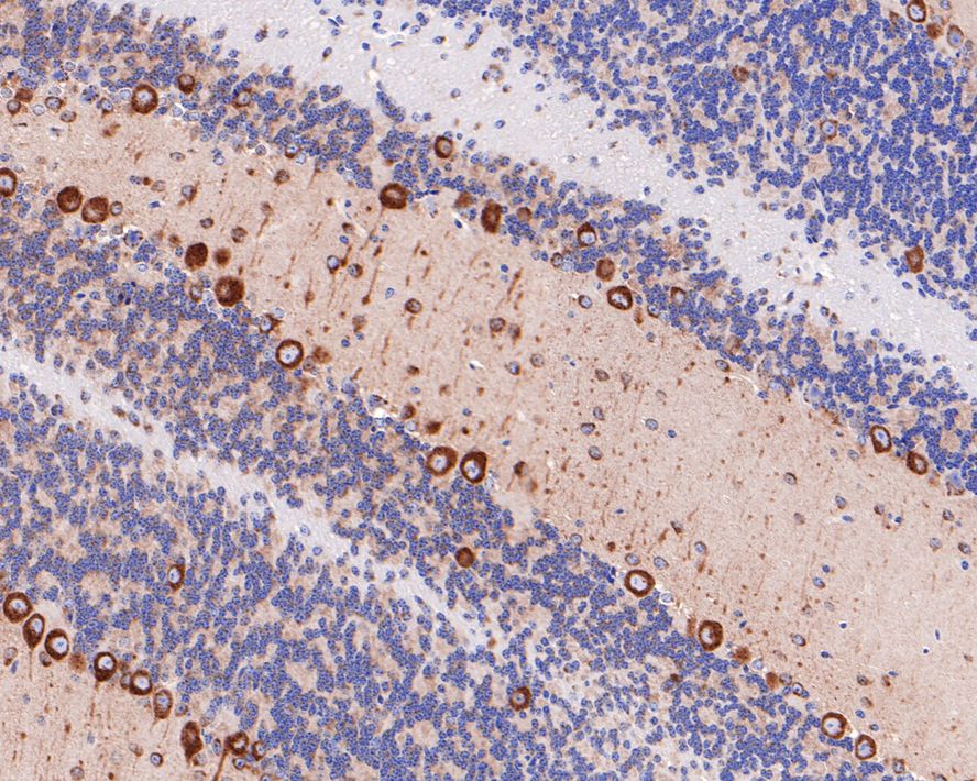 Immunohistochemical analysis of paraffin-embedded mouse cerebellum tissue with Rabbit anti-USO1 antibody (HA721060) at 1/100 dilution.<br />
<br />
The section was pre-treated using heat mediated antigen retrieval with Tris-EDTA buffer (pH 9.0) for 20 minutes. The tissues were blocked in 1% BSA for 20 minutes at room temperature, washed with ddH2O and PBS, and then probed with the primary antibody (HA721060) at 1/100 dilution for 1 hour at room temperature. The detection was performed using an HRP conjugated compact polymer system. DAB was used as the chromogen. Tissues were counterstained with hematoxylin and mounted with DPX.