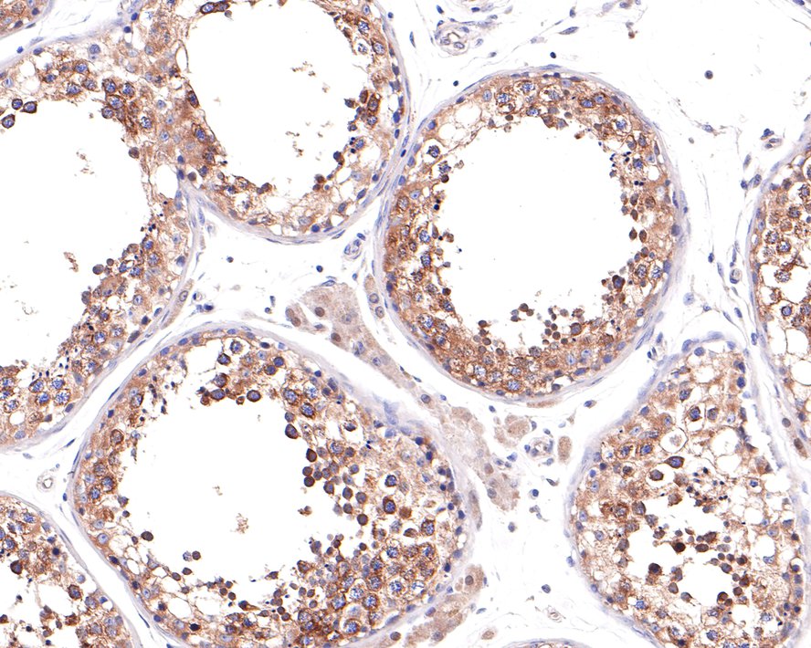 Immunohistochemical analysis of paraffin-embedded human testis tissue with Rabbit anti-KIF5B antibody (HA721045) at 1/400 dilution.<br />
<br />
The section was pre-treated using heat mediated antigen retrieval with Tris-EDTA buffer (pH 9.0) for 20 minutes. The tissues were blocked in 1% BSA for 20 minutes at room temperature, washed with ddH2O and PBS, and then probed with the primary antibody KIF5B at 1/400 dilution for 1 hour at room temperature. The detection was performed using an HRP conjugated compact polymer system. DAB was used as the chromogen. Tissues were counterstained with hematoxylin and mounted with DPX.