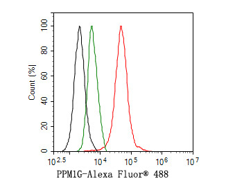 Flow cytometric analysis of HepG2 cells labeling PPM1G.<br />
<br />
Cells were fixed and permeabilized. Then stained with the primary antibody (HA721046, 1ug/ml) (red) compared with Rabbit IgG Isotype Control (green). After incubation of the primary antibody at +4℃ for an hour, the cells were stained with a Alexa Fluor® 488 conjugate-Goat anti-Rabbit IgG Secondary antibody at 1/1,000 dilution for 30 minutes at +4℃. Unlabelled sample was used as a control (cells without incubation with primary antibody; black).
