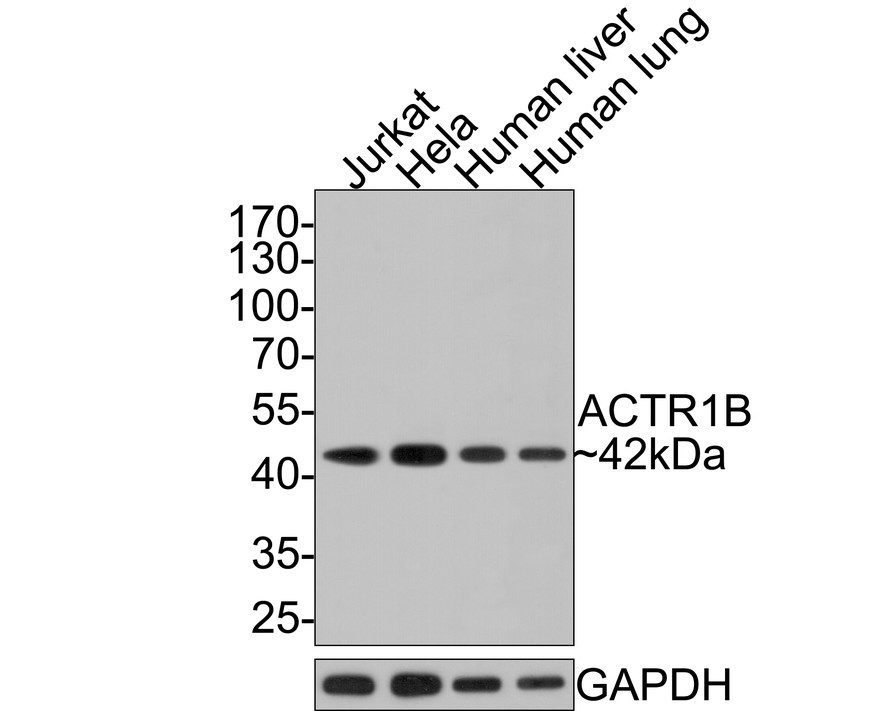 Western blot analysis of ACTR1B on different lysates with Rabbit anti-ACTR1B antibody (HA721050) at 1/1,000 dilution.<br />
<br />
Lane 1: Jurkat cell lysate, 10 µg/Lane<br />
Lane 2: Hela cell lysate, 10 µg/Lane<br />
Lane 3: Human liver tissue lysate, 20 µg/Lane<br />
Lane 4: Human lung tissue lysate, 20 µg/Lane<br />
<br />
Lysates/proteins at 10 µg/Lane.<br />
<br />
Predicted band size: 42 kDa<br />
Observed band size: 42 kDa<br />
<br />
Exposure time: 2 minutes;<br />
<br />
10% SDS-PAGE gel.<br />
<br />
Proteins were transferred to a PVDF membrane and blocked with 5% NFDM/TBST for 1 hour at room temperature. The primary antibody (HA721050) at 1/1,000 dilution was used in 5% NFDM/TBST at room temperature for 2 hours. Goat Anti-Rabbit IgG - HRP Secondary Antibody (HA1001) at 1:300,000 dilution was used for 1 hour at room temperature.