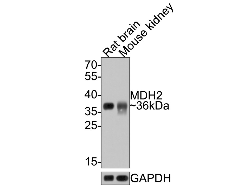 Western blot analysis of MDH2 on different lysates with Rabbit anti-MDH2 antibody (HA721043) at 1/1,000 dilution.<br />
<br />
Lane 1: Rat brain tissue lysate<br />
Lane 2: Mouse kidney tissue lysate <br />
<br />
Lysates/proteins at 20 µg/Lane.<br />
<br />
Predicted band size: 36 kDa<br />
Observed band size: 36 kDa<br />
<br />
Exposure time: 1 minute;<br />
<br />
12% SDS-PAGE gel.<br />
<br />
Proteins were transferred to a PVDF membrane and blocked with 5% NFDM/TBST for 1 hour at room temperature. The primary antibody (HA721043) at 1/1,000 dilution was used in 5% NFDM/TBST at room temperature for 2 hours. Goat Anti-Rabbit IgG - HRP Secondary Antibody (HA1001) at 1:300,000 dilution was used for 1 hour at room temperature.