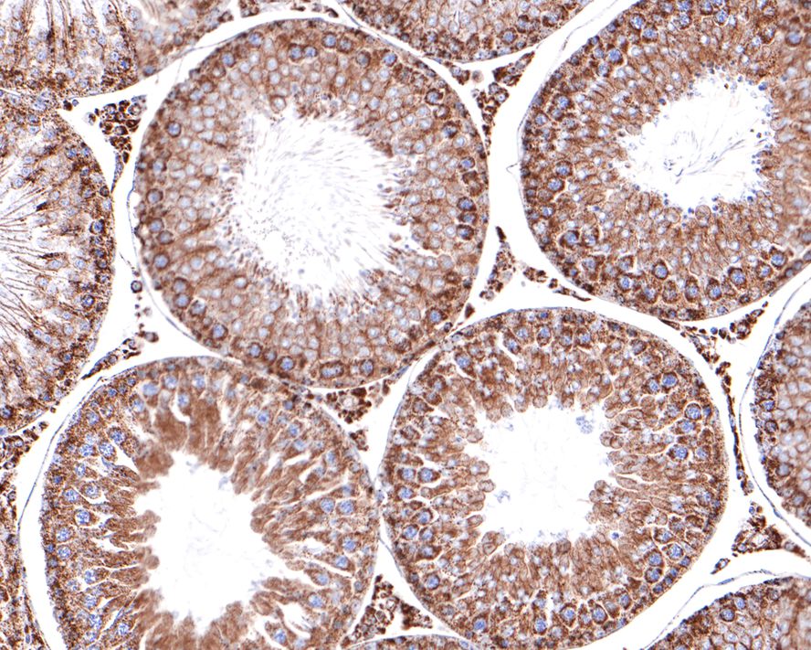 Immunohistochemical analysis of paraffin-embedded rat testis tissue with Rabbit anti-MDH2 antibody (HA721043) at 1/400 dilution.<br />
<br />
The section was pre-treated using heat mediated antigen retrieval with Tris-EDTA buffer (pH 9.0) for 20 minutes. The tissues were blocked in 1% BSA for 20 minutes at room temperature, washed with ddH2O and PBS, and then probed with the primary antibody (HA721043) at 1/400 dilution for 1 hour at room temperature. The detection was performed using an HRP conjugated compact polymer system. DAB was used as the chromogen. Tissues were counterstained with hematoxylin and mounted with DPX.