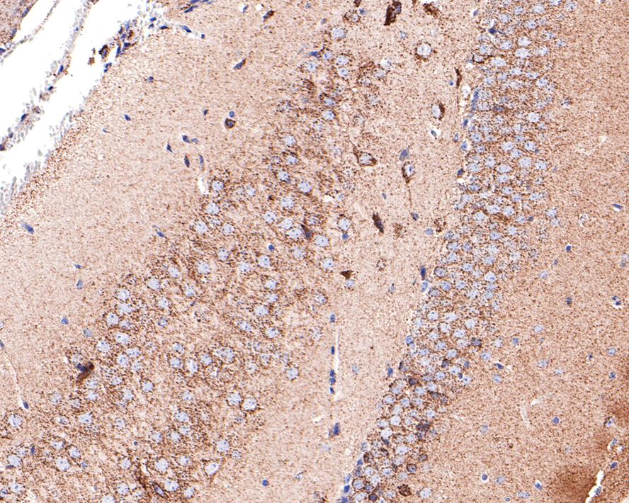 Immunohistochemical analysis of paraffin-embedded mouse hippocampus tissue with Rabbit anti-MDH2 antibody (HA721043) at 1/400 dilution.<br />
<br />
The section was pre-treated using heat mediated antigen retrieval with Tris-EDTA buffer (pH 9.0) for 20 minutes. The tissues were blocked in 1% BSA for 20 minutes at room temperature, washed with ddH2O and PBS, and then probed with the primary antibody (HA721043) at 1/400 dilution for 1 hour at room temperature. The detection was performed using an HRP conjugated compact polymer system. DAB was used as the chromogen. Tissues were counterstained with hematoxylin and mounted with DPX.
