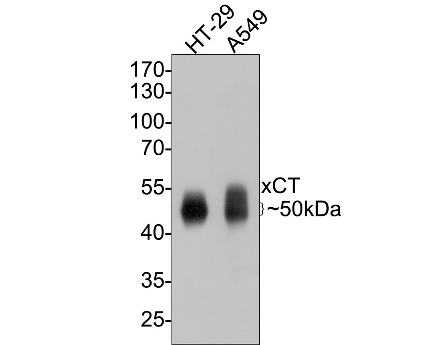 Western blot analysis of xCT on different lysates with Mouse anti-xCT antibody (HA600097) at 1/500 dilution.<br />
<br />
Lane 1: HT-29 cell lysate<br />
Lane 2: A549 cell lysate<br />
<br />
Lysates/proteins at 10 µg/Lane.<br />
<br />
Predicted band size: 55 kDa<br />
Observed band size: 50 kDa<br />
<br />
Exposure time: 30 seconds;<br />
<br />
10% SDS-PAGE gel.<br />
<br />
Proteins were transferred to a PVDF membrane and blocked with 5% NFDM/TBST for 1 hour at room temperature. The primary antibody (HA600097) at 1/500 dilution was used in 5% NFDM/TBST at room temperature for 2 hours. Goat Anti-Mouse IgG - HRP Secondary Antibody (HA1006) at 1:100,000 dilution was used for 1 hour at room temperature.
