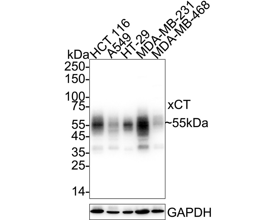 xCT/SLC7A11 Mouse Monoclonal Antibody [A7C5] (HA600097) – HUABIO