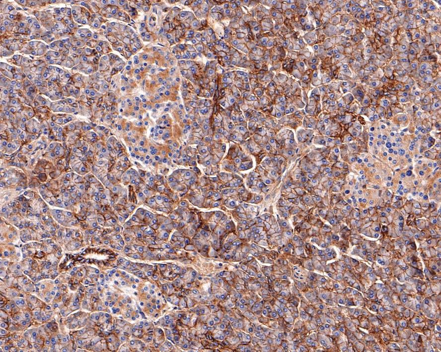 Immunohistochemical analysis of paraffin-embedded human pancreas tissue with Mouse anti-xCT antibody (HA600097) at 1/200 dilution.<br />
<br />
The section was pre-treated using heat mediated antigen retrieval with Tris-EDTA buffer (pH 9.0) for 20 minutes. The tissues were blocked in 1% BSA for 20 minutes at room temperature, washed with ddH2O and PBS, and then probed with the primary antibody (HA600097) at 1/200 dilution for 1 hour at room temperature. The detection was performed using an HRP conjugated compact polymer system. DAB was used as the chromogen. Tissues were counterstained with hematoxylin and mounted with DPX.