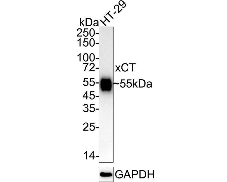 xCT/SLC7A11 Mouse Monoclonal Antibody [A7C6] (HA600098) – HUABIO