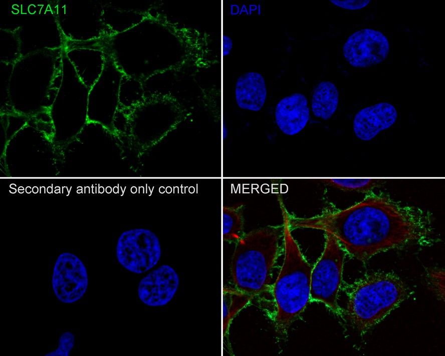 xCT/SLC7A11 Mouse Monoclonal Antibody [A7C6] (HA600098) – HUABIO