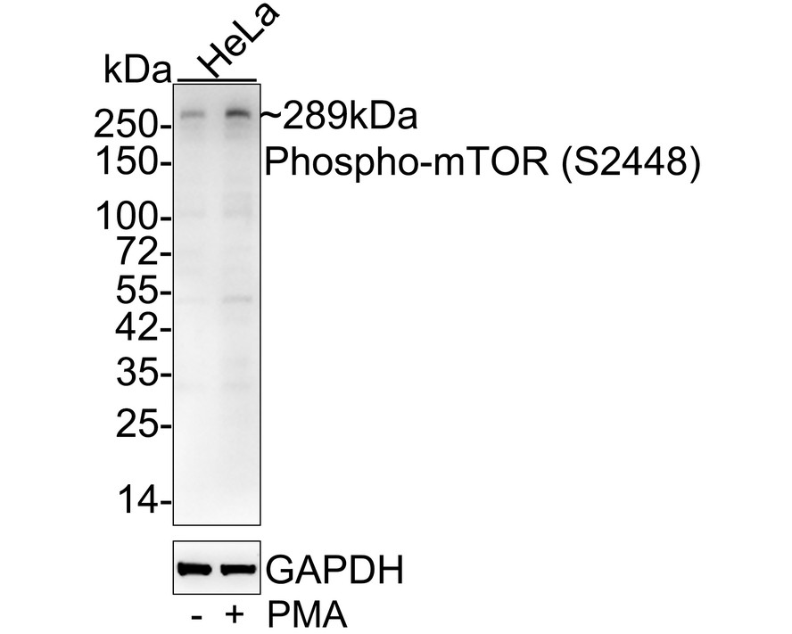 Western blot analysis of Phospho-mTOR (S2448) on different lysates with Mouse anti-Phospho-mTOR (S2448) antibody (HA600094) at 1/5,000 dilution.<br />
<br />
Lane 1: HeLa cell lysate<br />
Lane 2: HeLa starved overnight then treated with 200nM PMA for 4 hours cell lysate<br />
<br />
Lysates/proteins at 20 µg/Lane.<br />
<br />
Predicted band size: 289 kDa<br />
Observed band size: 289 kDa<br />
<br />
Exposure time: 1 minute 30 seconds;<br />
<br />
4-20% SDS-PAGE gel.<br />
<br />
Proteins were transferred to a PVDF membrane and blocked with 5% NFDM/TBST for 1 hour at room temperature. The primary antibody (HA600094) at 1/5,000 dilution was used in 5% NFDM/TBST at 4℃ overnight. Goat Anti-Mouse IgG - HRP Secondary Antibody (HA1006) at 1/50,000 dilution was used for 1 hour at room temperature.