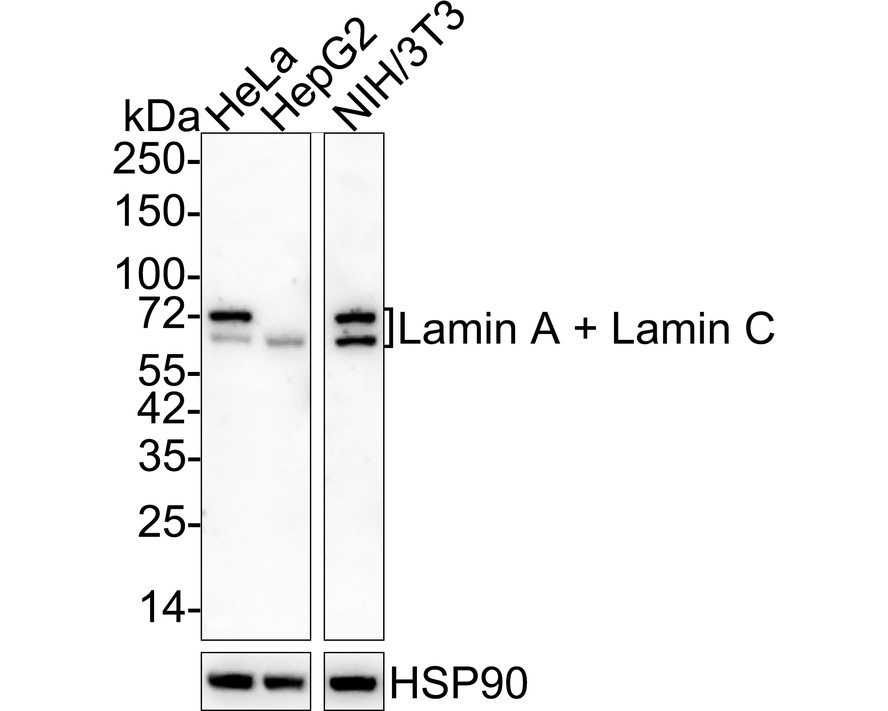 Western blot analysis of Lamin A + Lamin C on different lysates with Mouse anti-Lamin A + Lamin C antibody (HA600093) at 1/500 dilution.<br />
<br />
Lane 1: Hela cell lysate<br />
Lane 2: A549 cell lysate<br />
Lane 3: U87MG cell lysate<br />
<br />
Lysates/proteins at 10 µg/Lane.<br />
<br />
Predicted band size: 74/65 kDa<br />
Observed band size: 74/65 kDa<br />
<br />
Exposure time: 5 minutes;<br />
<br />
10% SDS-PAGE gel.<br />
<br />
Proteins were transferred to a PVDF membrane and blocked with 5% NFDM/TBST for 1 hour at room temperature. The primary antibody (HA600093) at 1/500 dilution was used in 5% NFDM/TBST at room temperature for 2 hours. Goat Anti-Mouse IgG - HRP Secondary Antibody (HA1006) at 1:100,000 dilution was used for 1 hour at room temperature.