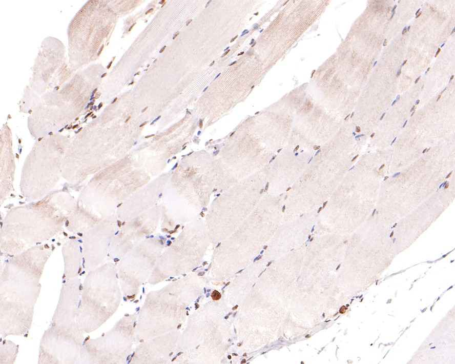 Immunohistochemical analysis of paraffin-embedded rat kidney tissue with Rabbit anti-Lamin A + Lamin C antibody (HA600093) at 1/500 dilution.<br />
<br />
The section was pre-treated using heat mediated antigen retrieval with sodium citrate buffer (pH 6.0) for 2 minutes. The tissues were blocked in 1% BSA for 20 minutes at room temperature, washed with ddH2O and PBS, and then probed with the primary antibody (HA600093) at 1/500 dilution for 1 hour at room temperature. The detection was performed using an HRP conjugated compact polymer system. DAB was used as the chromogen. Tissues were counterstained with hematoxylin and mounted with DPX.