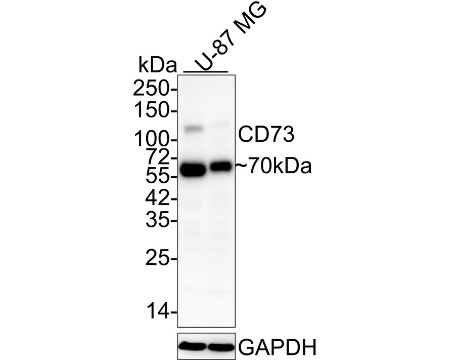 Western blot analysis of CD73 on different lysates with Mouse anti-CD73 antibody (HA601004) at 1/2,000 dilution.<br />
<br />
Lane 1: U-87 MG cell lysate<br />
Lane 2: U-87 MG cell lysate (no heat)<br />
<br />
Lysates/proteins at 30 µg/Lane.<br />
<br />
Predicted band size: 63 kDa<br />
Observed band size: 70 kDa<br />
<br />
Exposure time: 24 seconds;<br />
<br />
4-20% SDS-PAGE gel.<br />
<br />
Proteins were transferred to a PVDF membrane and blocked with 5% NFDM/TBST for 1 hour at room temperature. The primary antibody (HA601004) at 1/2,000 dilution was used in 5% NFDM/TBST at 4℃ overnight. Anti-Mouse IgG for IP Nano-secondary antibody (NBI02H) at 1/5,000 dilution was used for 1 hour at room temperature.