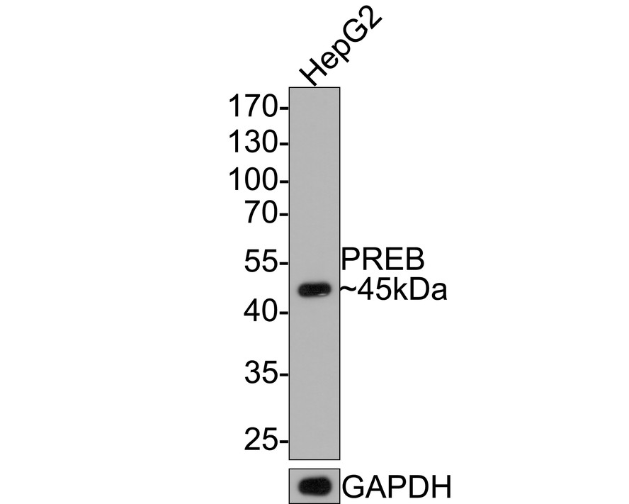Western blot analysis of PREB on HepG2 cell lysates with Rabbit anti-PREB antibody (HA721125) at 1/500 dilution.<br />
<br />
Lysates/proteins at 10 µg/Lane.<br />
<br />
Predicted band size: 45 kDa<br />
Observed band size: 45 kDa<br />
<br />
Exposure time: 2 minutes;<br />
<br />
10% SDS-PAGE gel.<br />
<br />
Proteins were transferred to a PVDF membrane and blocked with 5% NFDM/TBST for 1 hour at room temperature. The primary antibody (HA721125) at 1/500 dilution was used in 5% NFDM/TBST at room temperature for 2 hours. Goat Anti-Rabbit IgG - HRP Secondary Antibody (HA1001) at 1:300,000 dilution was used for 1 hour at room temperature.