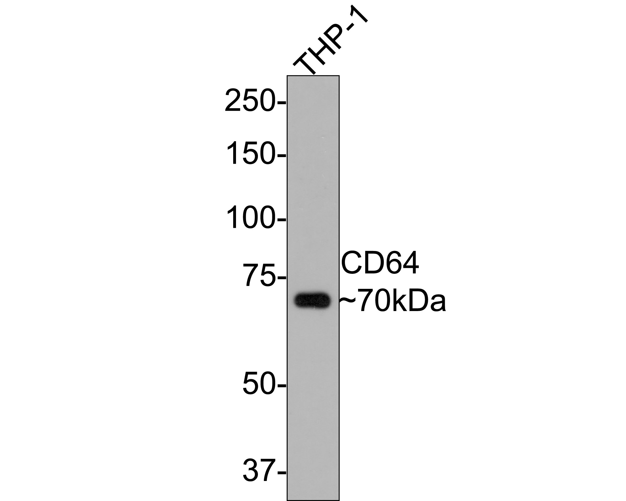 Western blot analysis of CD64 on THP-1 cell lysates with Mouse anti-CD64 antibody (HA601003) at 1/2,000 dilution.<br />
<br />
Lysates/proteins at 10 µg/Lane.<br />
<br />
Predicted band size: 43 kDa<br />
Observed band size: 70 kDa<br />
<br />
Exposure time: 1 minute;<br />
<br />
8% SDS-PAGE gel.<br />
<br />
Proteins were transferred to a PVDF membrane and blocked with 5% NFDM/TBST for 1 hour at room temperature. The primary antibody (HA601003) at 1/2,000 dilution was used in 5% NFDM/TBST at room temperature for 2 hours. Goat Anti-Mouse IgG - HRP Secondary Antibody (HA1006) at 1:100,000 dilution was used for 1 hour at room temperature.