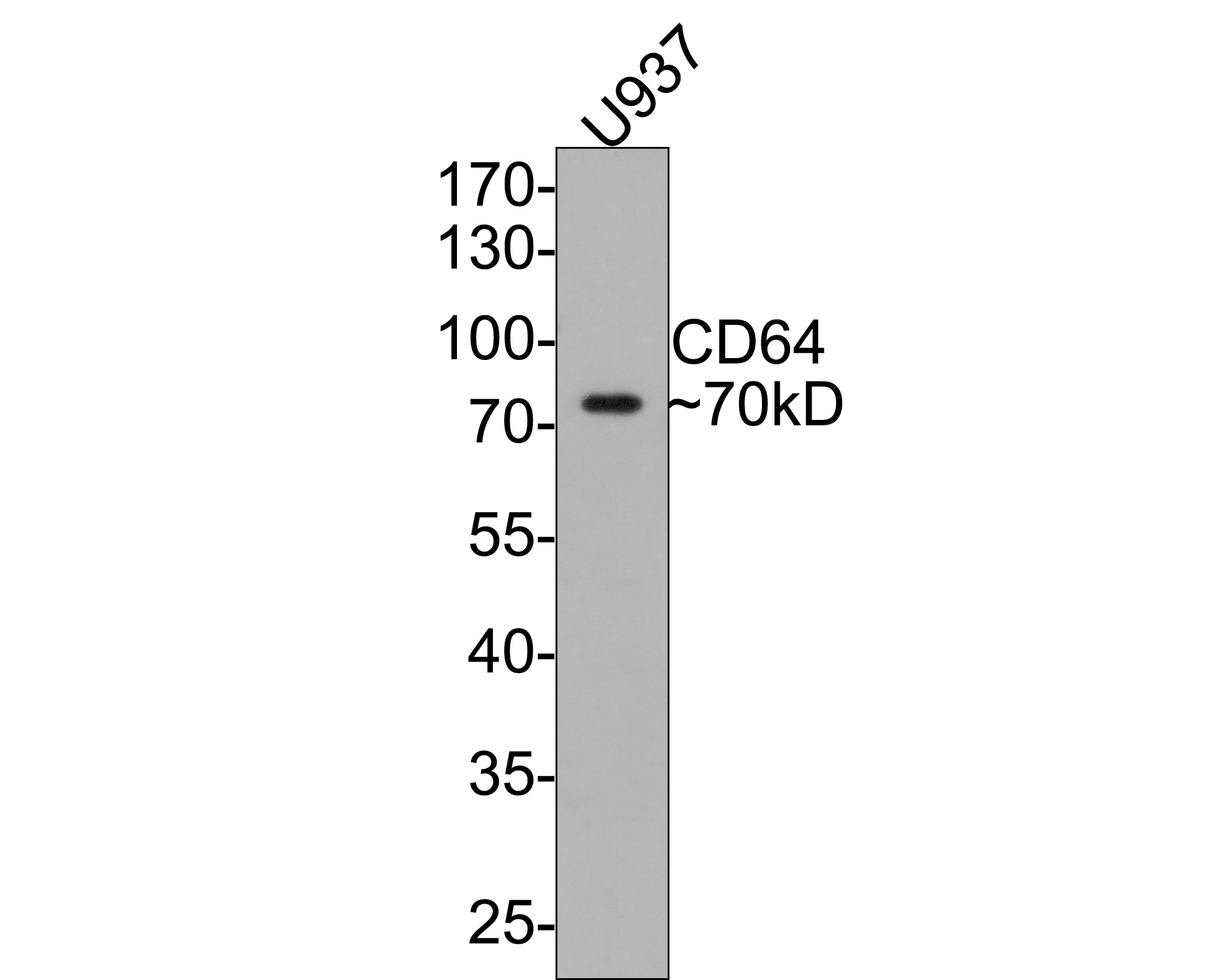 Western blot analysis of CD64 on U937 cell lysates with Mouse anti-CD64 antibody (HA601003) at 1/500 dilution.<br />
<br />
Lysates/proteins at 10 µg/Lane.<br />
<br />
Predicted band size: 43 kDa<br />
Observed band size: 70 kDa<br />
<br />
Exposure time: 1 minute;<br />
<br />
10% SDS-PAGE gel.<br />
<br />
Proteins were transferred to a PVDF membrane and blocked with 5% NFDM/TBST for 1 hour at room temperature. The primary antibody (HA601003) at 1/500 dilution was used in 5% NFDM/TBST at room temperature for 2 hours. Goat Anti-Mouse IgG - HRP Secondary Antibody (HA1006) at 1:100,000 dilution was used for 1 hour at room temperature.