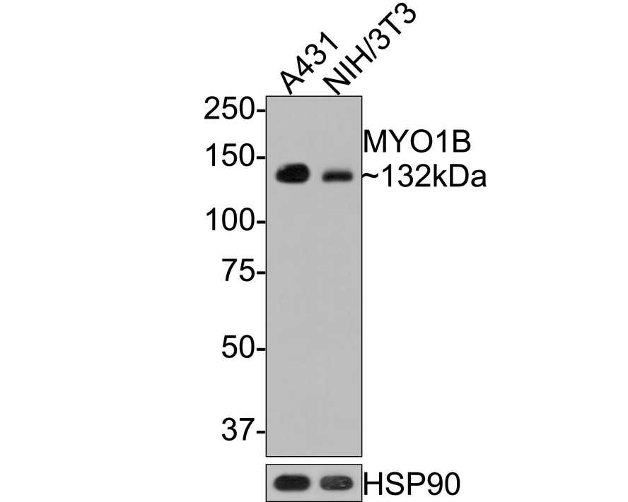 Western blot analysis of MYO1B on different lysates with Rabbit anti-MYO1B antibody (HA721119) at 1/500 dilution.<br />
<br />
Lane 1: A431 cell lysate<br />
Lane 2: NIH/3T3 cell lysate<br />
<br />
Lysates/proteins at 10 µg/Lane.<br />
<br />
Predicted band size: 132 kDa<br />
Observed band size: 132 kDa<br />
<br />
Exposure time: 1 minute;<br />
<br />
8% SDS-PAGE gel.<br />
<br />
Proteins were transferred to a PVDF membrane and blocked with 5% NFDM/TBST for 1 hour at room temperature. The primary antibody (HA721119) at 1/500 dilution was used in 5% NFDM/TBST at room temperature for 2 hours. Goat Anti-Rabbit IgG - HRP Secondary Antibody (HA1001) at 1:300,000 dilution was used for 1 hour at room temperature.