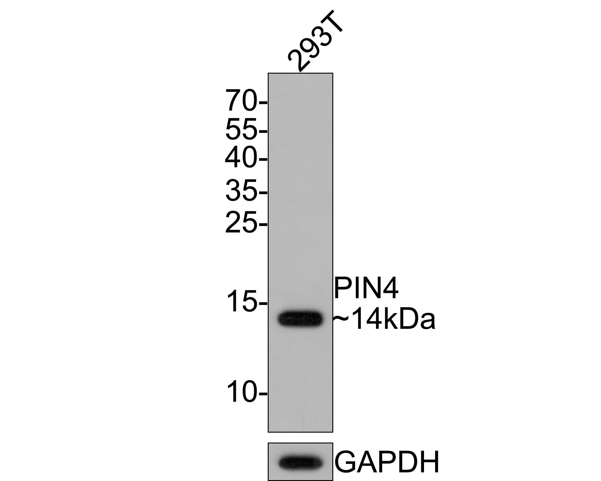 Western blot analysis of PIN4 on 293T cell lysates with Rabbit anti-PIN4 antibody (HA721121) at 1/500 dilution.<br />
<br />
Lysates/proteins at 10 µg/Lane.<br />
<br />
Predicted band size: 14 kDa<br />
Observed band size: 14 kDa<br />
<br />
Exposure time: 2 minutes;<br />
<br />
15% SDS-PAGE gel.<br />
<br />
Proteins were transferred to a PVDF membrane and blocked with 5% NFDM/TBST for 1 hour at room temperature. The primary antibody (HA721121) at 1/500 dilution was used in 5% NFDM/TBST at room temperature for 2 hours. Goat Anti-Rabbit IgG - HRP Secondary Antibody (HA1001) at 1:300,000 dilution was used for 1 hour at room temperature.