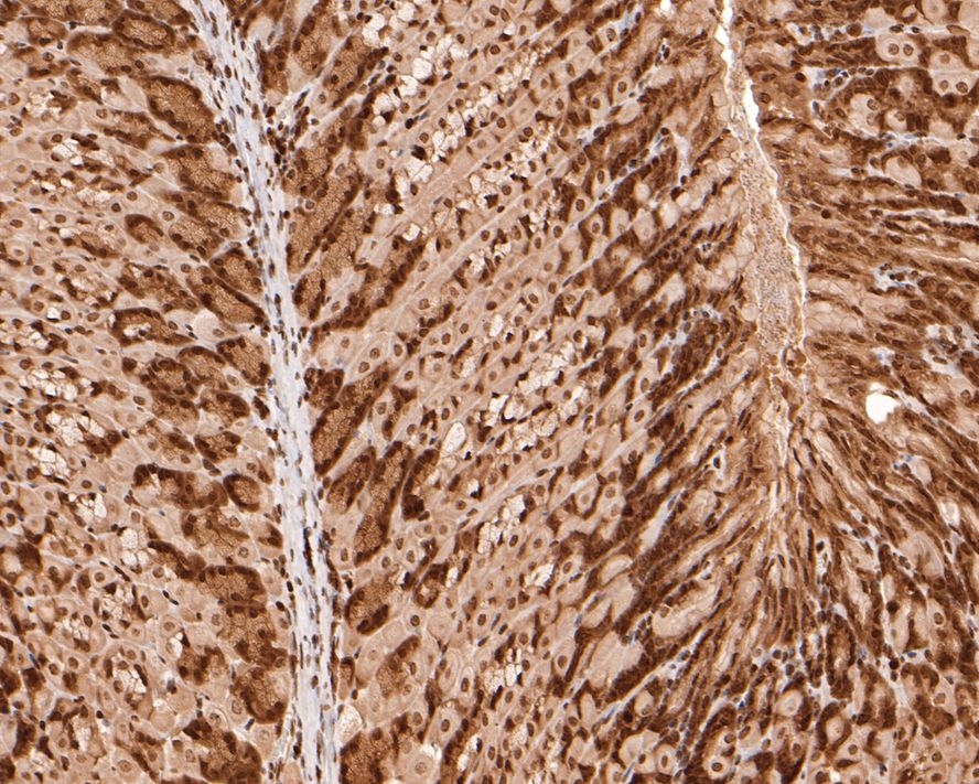 Immunohistochemical analysis of paraffin-embedded mouse stomach tissue with Rabbit anti-PIN4 antibody (HA721121) at 1/2,000 dilution.<br />
<br />
The section was pre-treated using heat mediated antigen retrieval with sodium citrate buffer (pH 6.0) for 2 minutes. The tissues were blocked in 1% BSA for 20 minutes at room temperature, washed with ddH2O and PBS, and then probed with the primary antibody (HA721121) at 1/2,000 dilution for 1 hour at room temperature. The detection was performed using an HRP conjugated compact polymer system. DAB was used as the chromogen. Tissues were counterstained with hematoxylin and mounted with DPX.