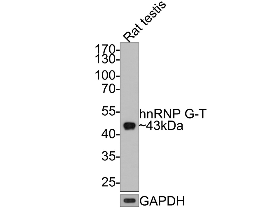 Western blot analysis of hnRNP G-T on rat testis tissue lysates with Rabbit anti-hnRNP G-T antibody (HA721104) at 1/500 dilution.<br />
<br />
Lysates/proteins at 20 µg/Lane.<br />
<br />
Predicted band size: 43 kDa<br />
Observed band size: 43 kDa<br />
<br />
Exposure time: 2 minutes;<br />
<br />
10% SDS-PAGE gel.<br />
<br />
Proteins were transferred to a PVDF membrane and blocked with 5% NFDM/TBST for 1 hour at room temperature. The primary antibody (HA721104) at 1/500 dilution was used in 5% NFDM/TBST at room temperature for 2 hours. Goat Anti-Rabbit IgG - HRP Secondary Antibody (HA1001) at 1:200,000 dilution was used for 1 hour at room temperature.