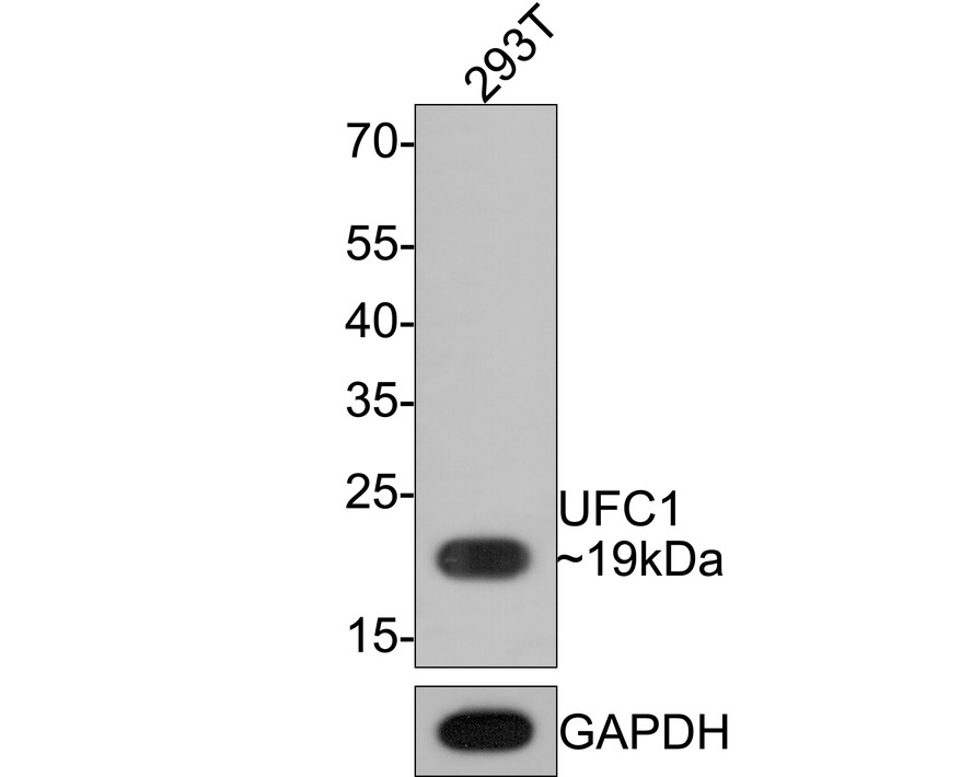 Western blot analysis of UFC1 on 293T cell lysates with Rabbit anti-UFC1 antibody (HA721111) at 1/1,000 dilution.<br />
<br />
Lysates/proteins at 10 µg/Lane.<br />
<br />
Predicted band size: 19 kDa<br />
Observed band size: 19 Da<br />
<br />
Exposure time: 2 minutes;<br />
<br />
12% SDS-PAGE gel.<br />
<br />
Proteins were transferred to a PVDF membrane and blocked with 5% NFDM/TBST for 1 hour at room temperature. The primary antibody (HA721111) at 1/1,000 dilution was used in 5% NFDM/TBST at room temperature for 2 hours. Goat Anti-Rabbit IgG - HRP Secondary Antibody (HA1001) at 1:300,000 dilution was used for 1 hour at room temperature.