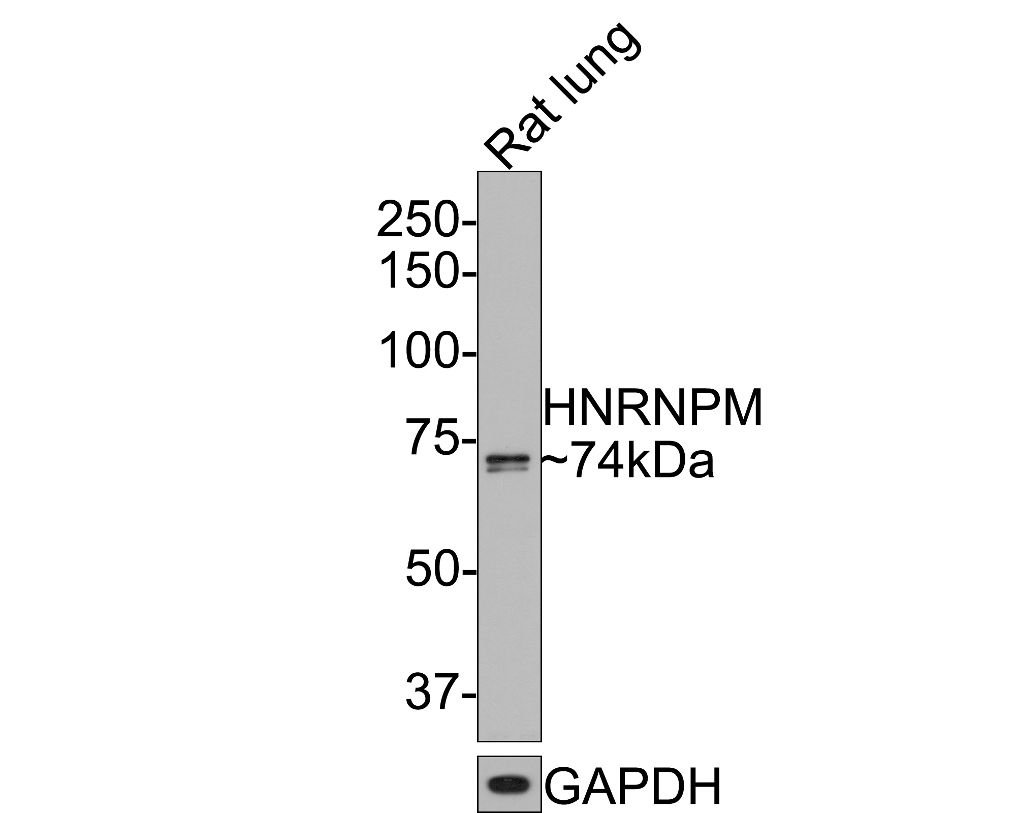 Western blot analysis of HNRNPM on rat lung tissue lysates with Rabbit anti-HNRNPM antibody (HA721103) at 1/500 dilution.<br />
<br />
Lysates/proteins at 20 µg/Lane.<br />
<br />
Predicted band size: 78 kDa<br />
Observed band size: 74 kDa<br />
<br />
Exposure time: 2 minutes;<br />
<br />
8% SDS-PAGE gel.<br />
<br />
Proteins were transferred to a PVDF membrane and blocked with 5% NFDM/TBST for 1 hour at room temperature. The primary antibody (HA721103) at 1/500 dilution was used in 5% NFDM/TBST at room temperature for 2 hours. Goat Anti-Rabbit IgG - HRP Secondary Antibody (HA1001) at 1:300,000 dilution was used for 1 hour at room temperature.